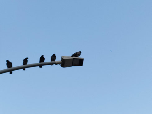 Coraggioso quello che passerà per primo sotto al lampione...