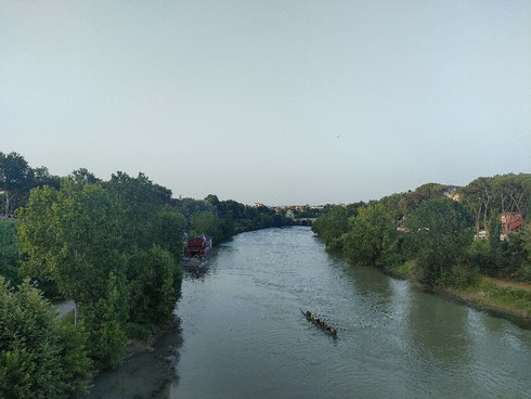 Quando passo sul Tevere l'incanto, e mi trasformo in uno di quei vecchi signori che passano ore davanti ai cantieri stradali. Io invece cerco le paperelle.