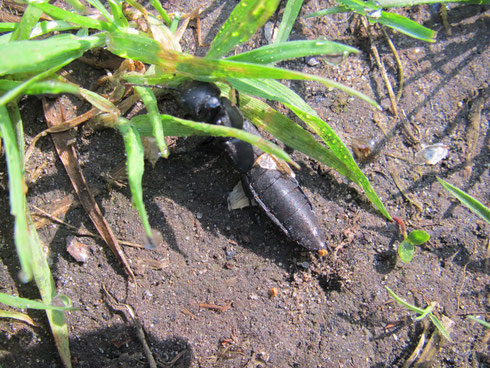 Stinkende kortschildkever (Ocypus olens). Waargenomen op een pad over de IJsbaanwei op 21-4-2011.