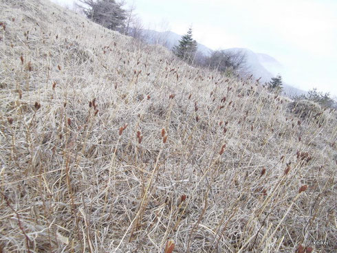 湯の丸高原　篭ノ登山　池の平湿原