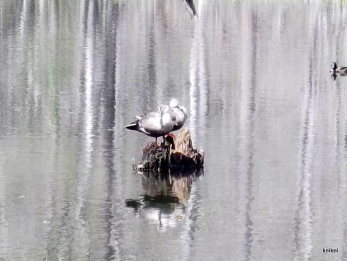 探鳥会　戸隠森林植物園