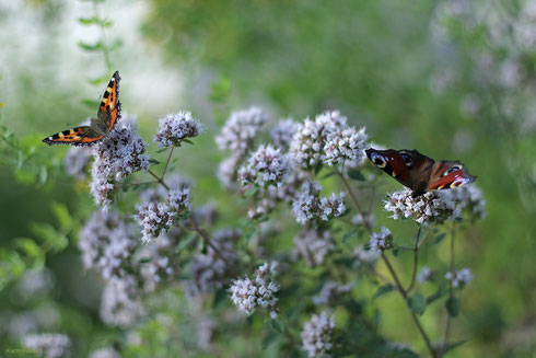 Vom Frühjahr bis in den späten Herbst erfreuen uns Schmetterlinge mit ihrem leichten, beschwingten Flug. Was können wir tun, um sie in unseren Garten oder ans Haus zu locken? Foto: Karin Pusch