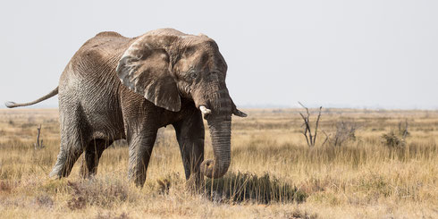 Afrikaanse olifant in Etosha National Park