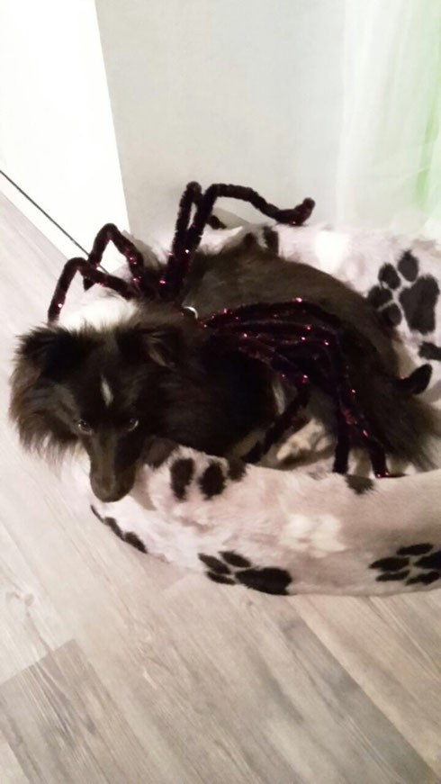 Halloween Kostüm