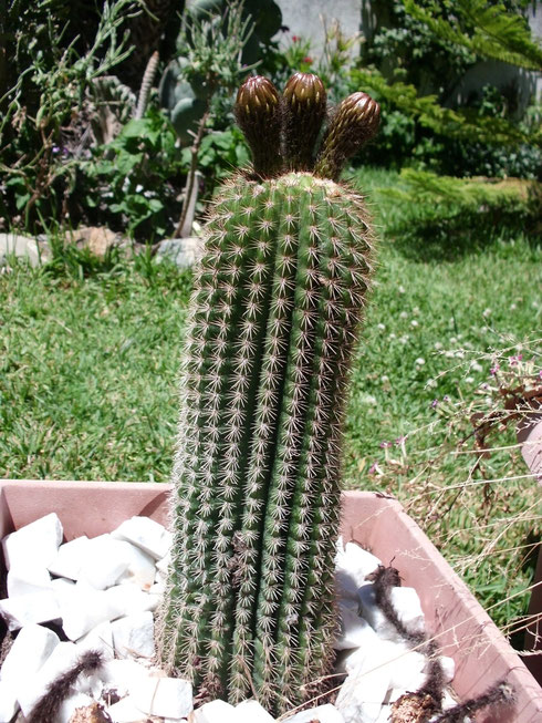 Cactus columnar flor gigante
