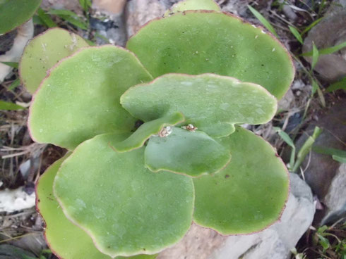 Graptopetalum paraguayensis