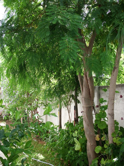 Leucaena Leucocéphala (Acacia de Pompón)