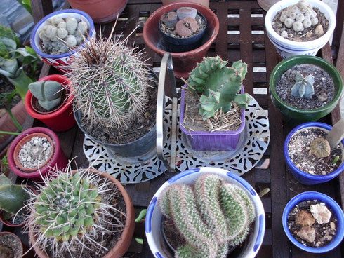grupo cactus