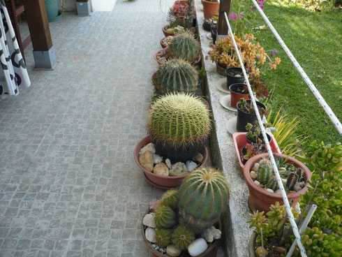 conjunto cactus