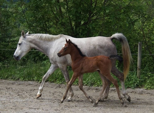 Urga suitée de Frénézia 