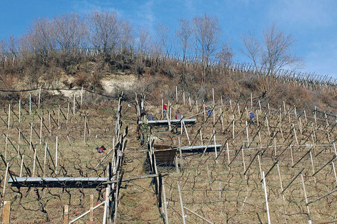 Il lavoro nei campi non si ferma neanche in inverno: Entro fine gennaio dovrebbe terminare la cosiddetta potatura dei viticci.