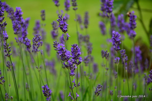 lavendel in de tuinen