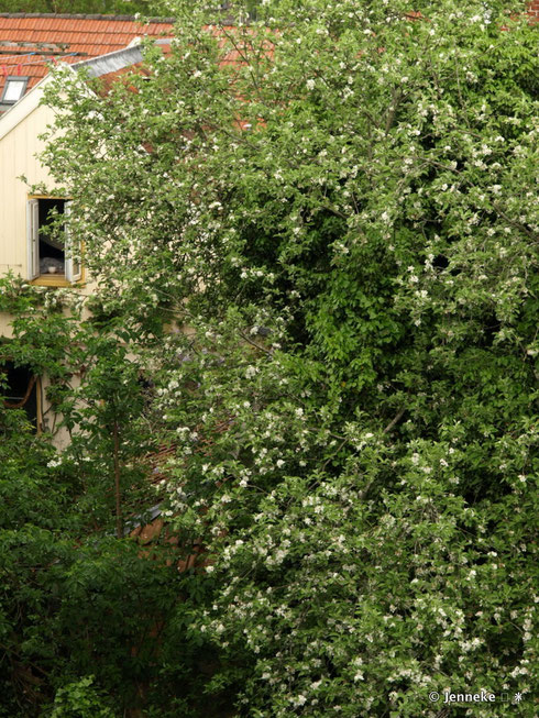 Appelboom in bloei achter het huis
