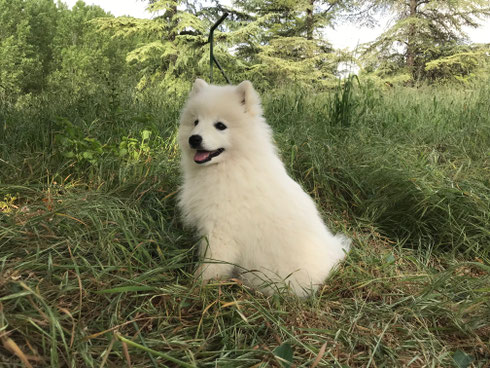 Chiot à 2 mois et demi