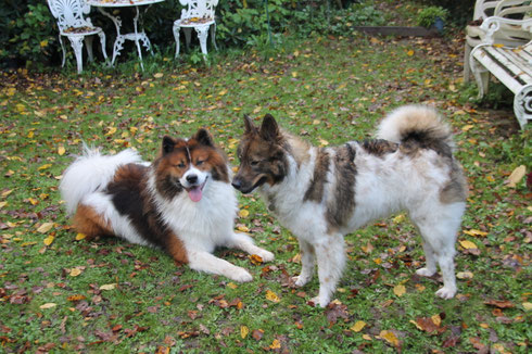 die Turteltäubchen 