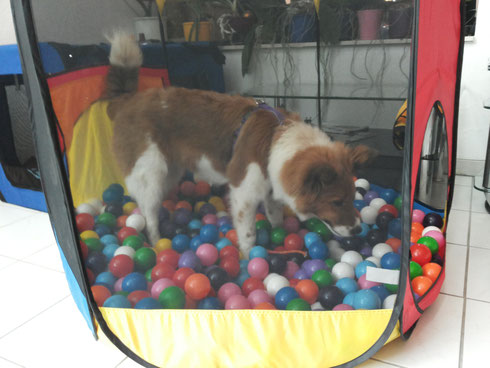 Belisha im Spieleparadies