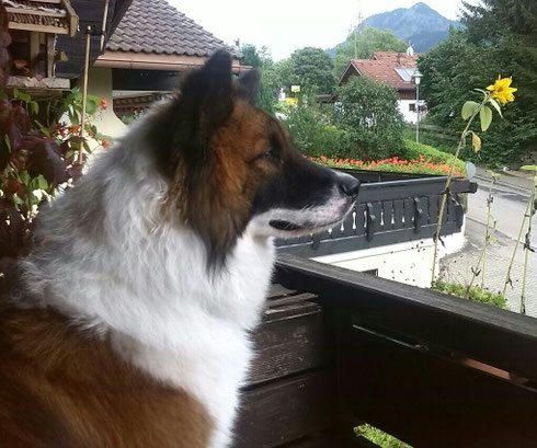 Balino im Urlaub!