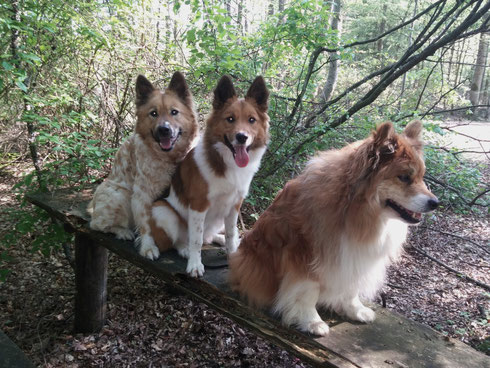 Dini, Binka und Inka nach Waldspaziergang