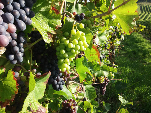 Weinberge in Diefenbach