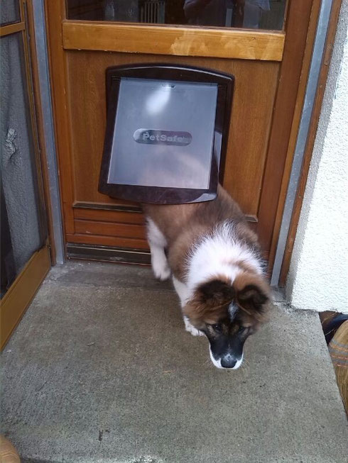 Balino hat nun eine Hundeklappe!