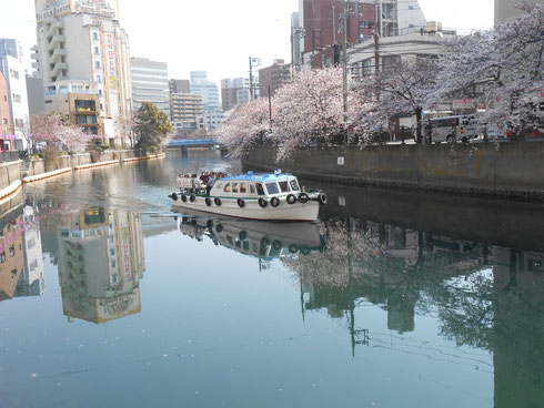 　　　　　大岡川の桜と花見船・花びらが散ると川面が淡い色で敷き詰められます