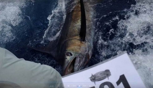 Seychelles fishing tournament Marlin release Dec. 2013