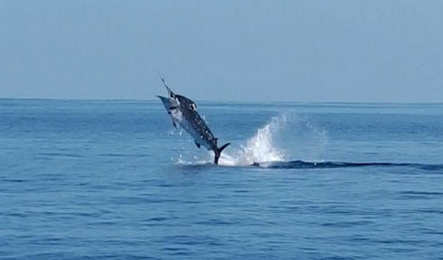 Seychelles fishing Marlin jumping Nov. 2013