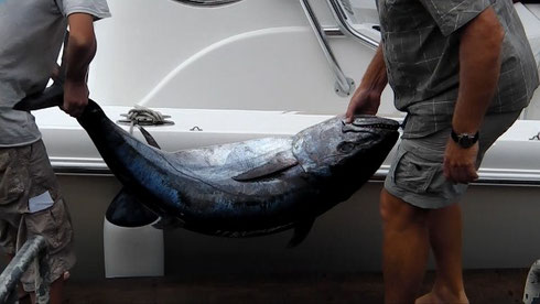 Seychellen angeln Big Game Hundezahntun