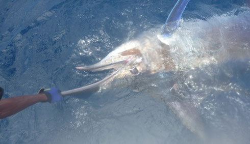 Seychelles fishing Marlin release Jan 2014