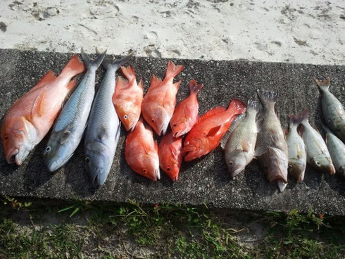 Seychelles fishing bottom catch January 2014