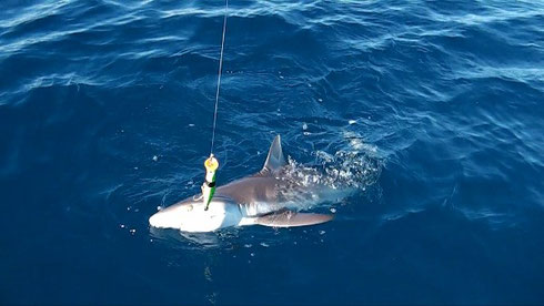 Seychelles fishing shark Dec. 2013