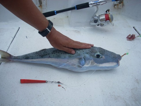 Seychelles fishing Fugu