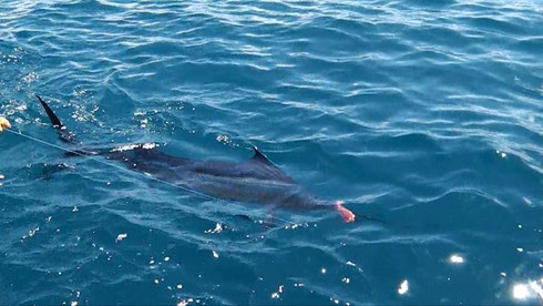 Seychelles fishing Kenya Sail 2 Nov. 2013