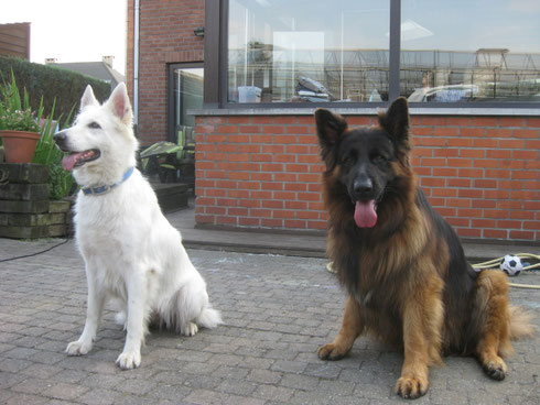 Harissa & Dayko