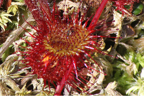 Sonnentau (Foto: Hartwig Helmerichs)