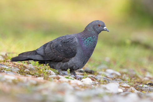 Strassentaube | Columba livia f. domestica