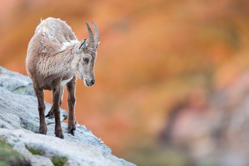 Steinbock | Capra ibex