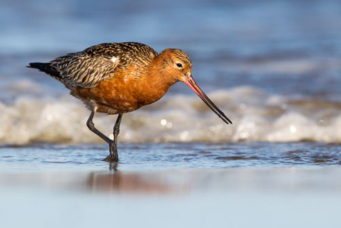 Pfuhlschnepfe | Limosa lapponica
