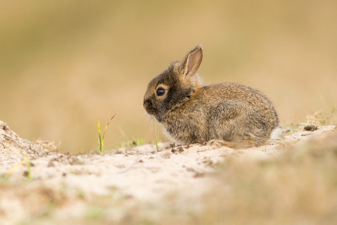Wildkaninchen | Oryctolagus cuniculus