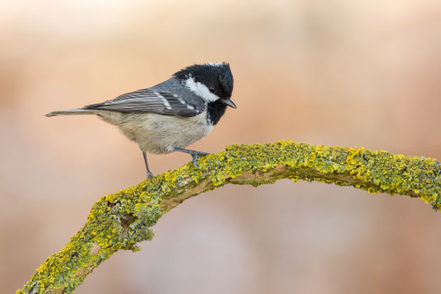 Tannenmeise | Periparus ater