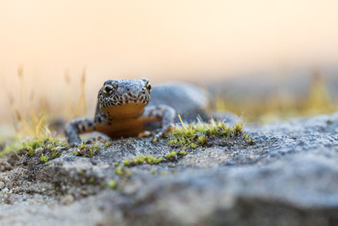 Bergmolch | Ichthyosaura alpestris