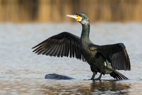 Kormoran | Phalacrocorax carbo