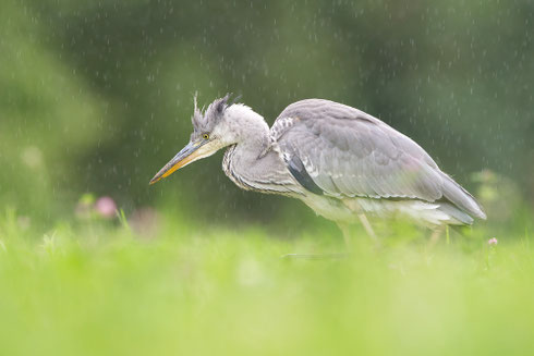 Graureiher | Ardea cinerea