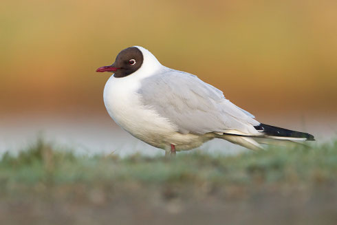 Lachmöwe | Chroicocephalus ridibundus