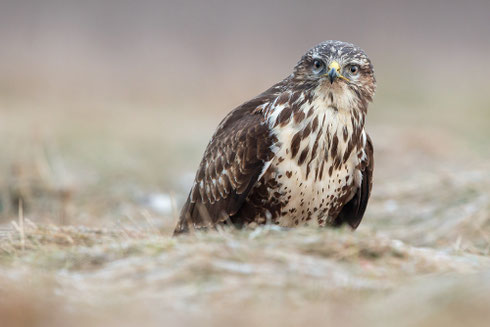 Mäusebussard | Buteo buteo