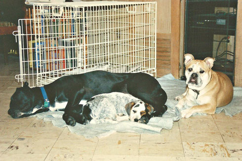 KC, Molly, and Ginger