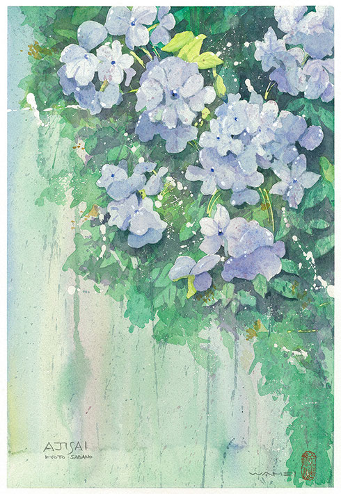 A017紫陽花 水彩画愛好家藤田和平のページ A017紫陽花 水彩画愛好家藤田和平のページ