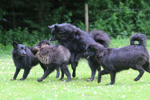 spitz, mittelspitz, spitzzüchter, bayern, welpen, spitzwelpen, schwarz, mittelspitzwelpen