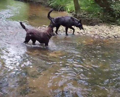 Nos Bergers Belges Tervuerens et Groenendael à la maison un bain dans la rivière