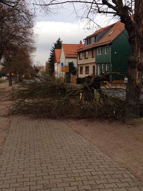Am 10.12.2014 brach ein Baum beim Sturm um